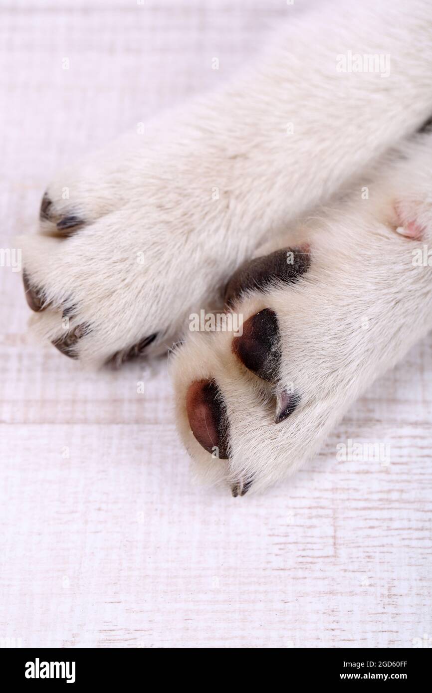 Husky paw pads sales