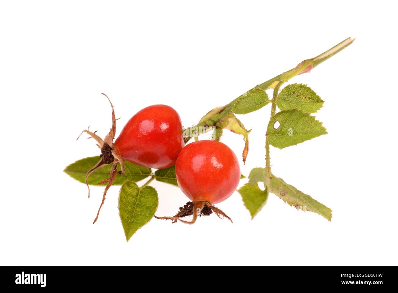 Hip rose isolated on a white background Stock Photo - Alamy