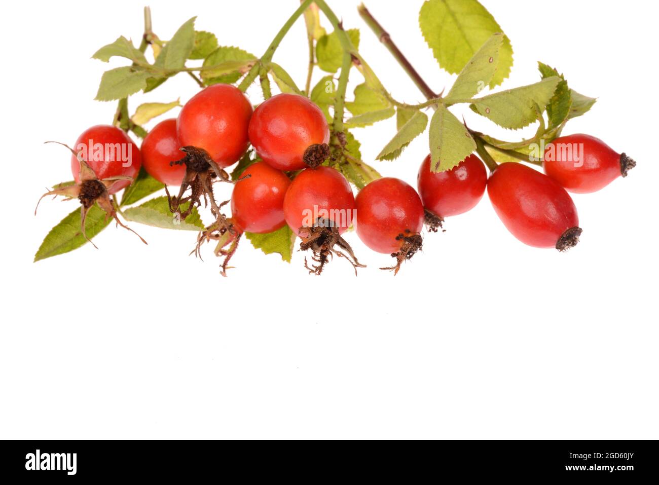 Hip rose isolated on a white background Stock Photo - Alamy