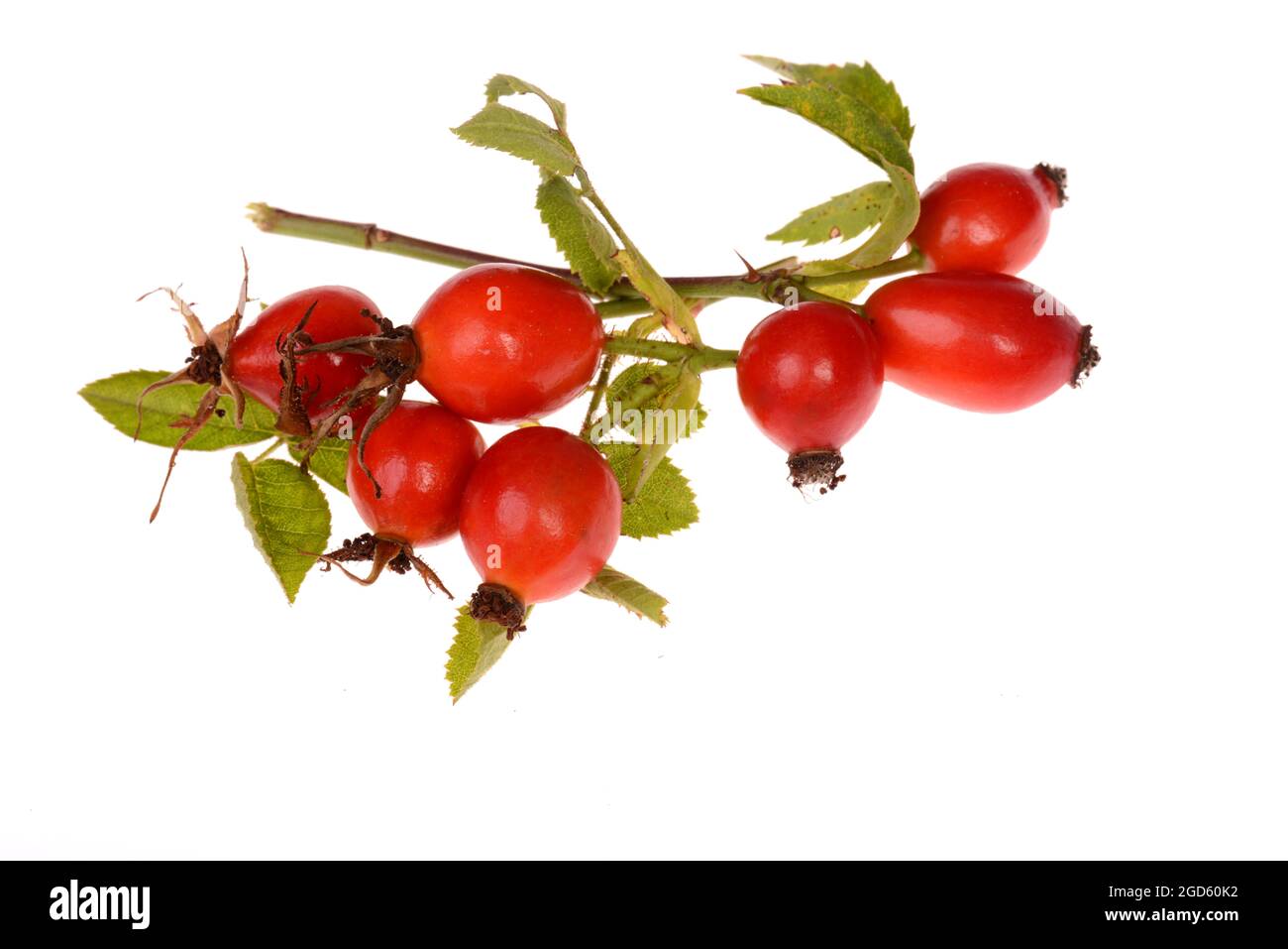 Hip rose isolated on a white background Stock Photo - Alamy