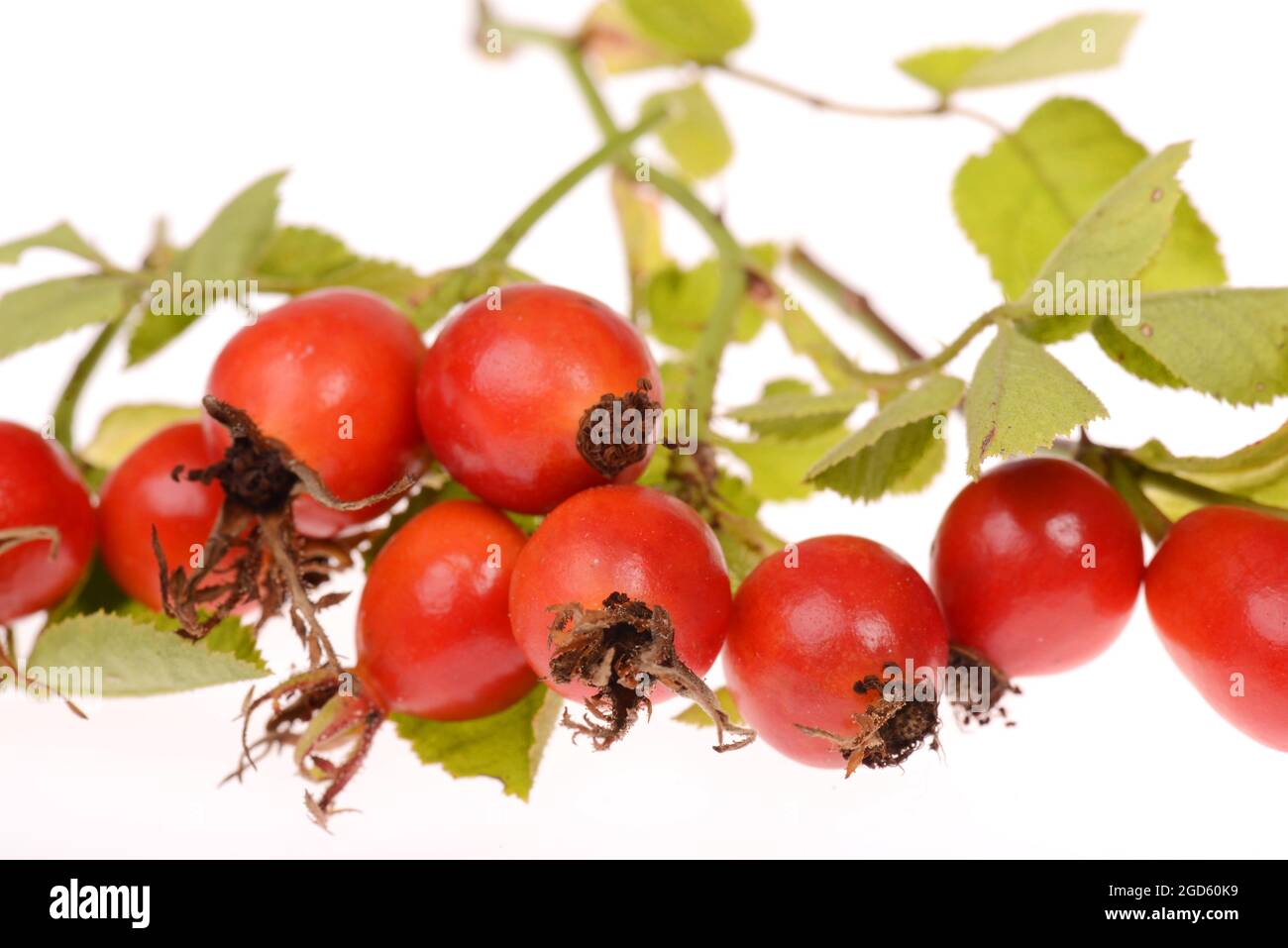 Hip rose isolated on a white background Stock Photo - Alamy