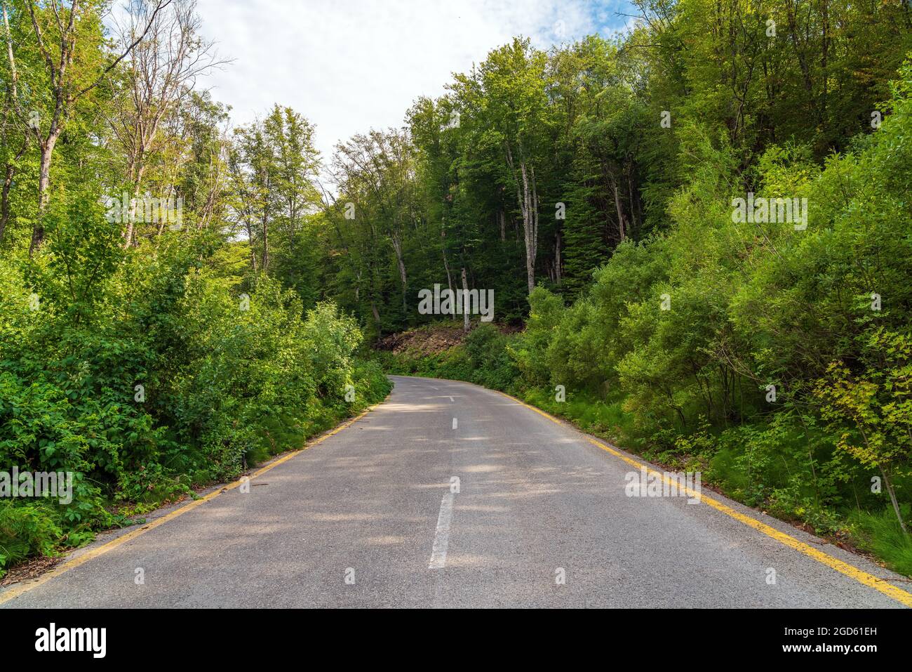 Asphalt road in green summer forest Stock Photo - Alamy