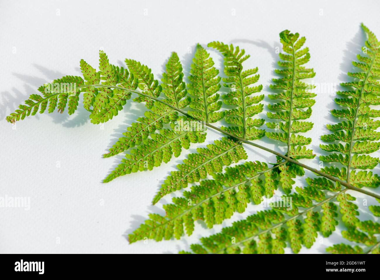 Wood fern, Male fern, Dryopteris leaf close up isolated on white background. Stock Photo