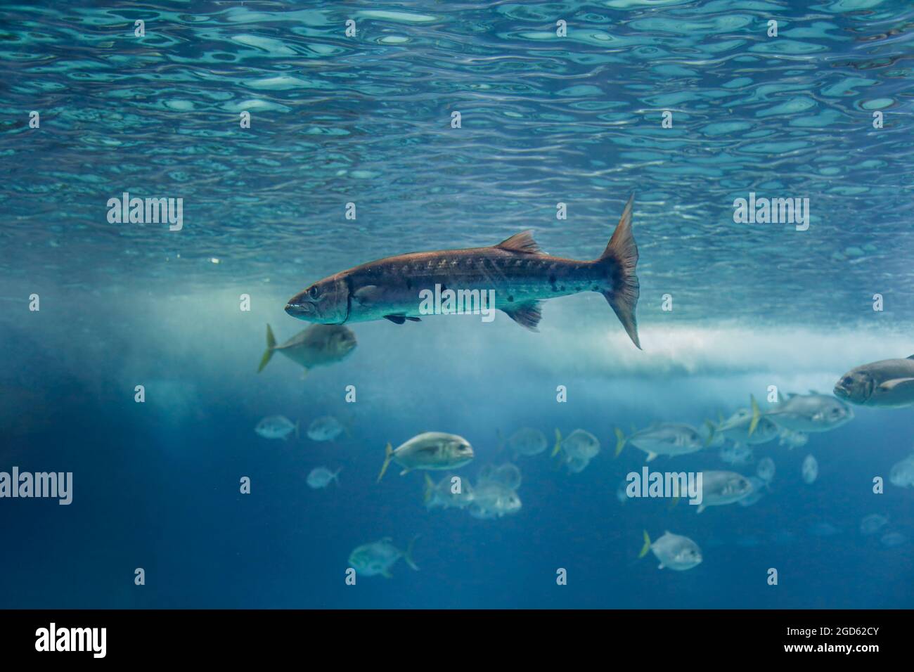 Soft backlit barracuda. Aquarium photo. Stock Photo