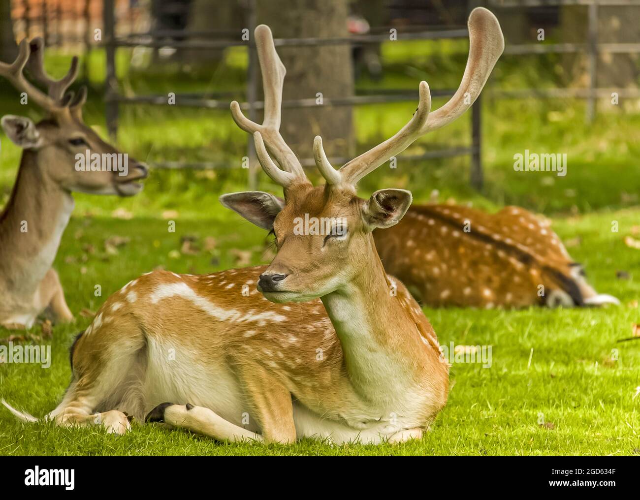 Fallow Deer (Dama dama) stag with beautiful velvet antlers sitting in a  natural background. Stock Photo