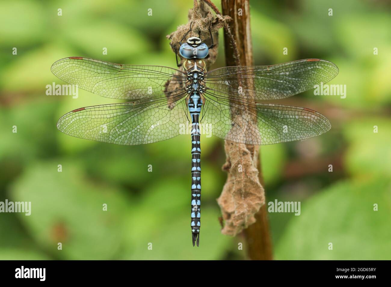 A rare male Southern Migrant Hawker Dragonfly, Aeshna affinis, resting on a plant stem in the UK. Stock Photo