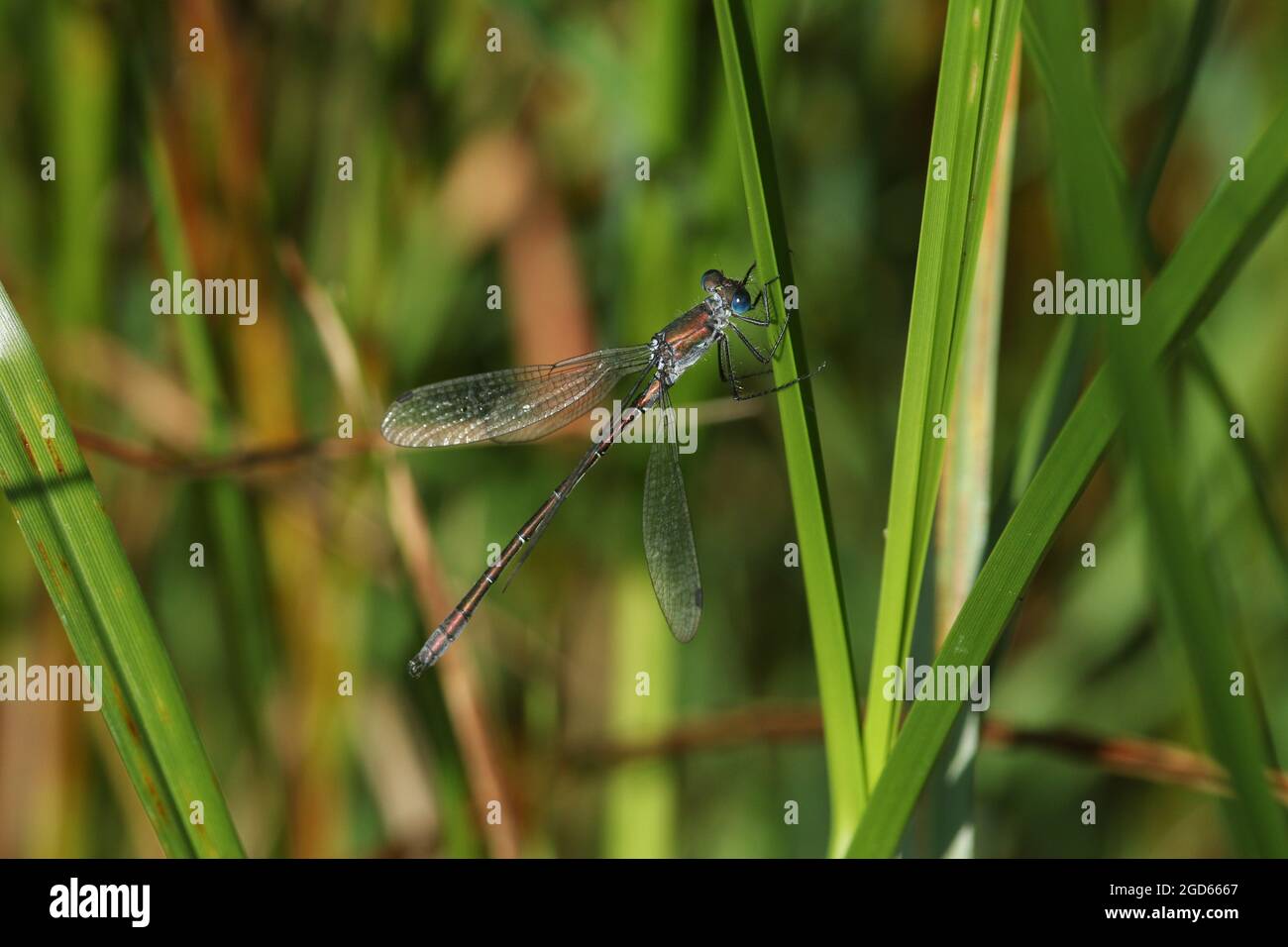 A rare Scarce Emerald Damselfly, Lestes dryas, perching on a reed at the edge of a stream in the UK. Stock Photo