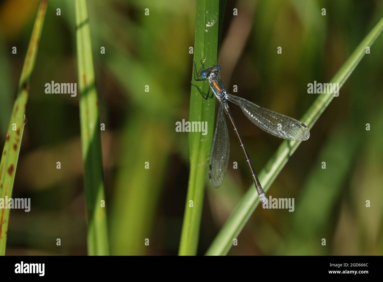 A rare Scarce Emerald Damselfly, Lestes dryas, perching on a reed at the edge of a stream in the UK. Stock Photo