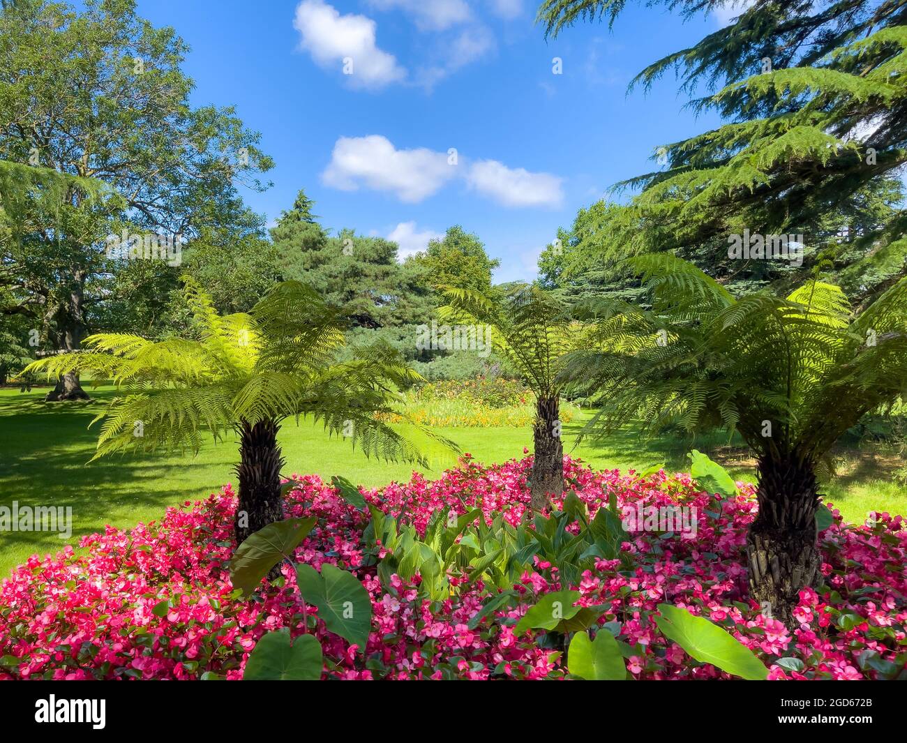 The palm tree london hires stock photography and images Alamy