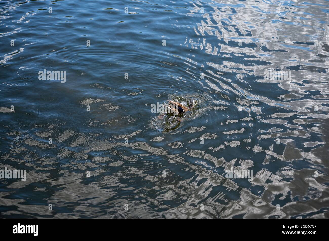 various shots of a small pond with lots of ducks Stock Photo - Alamy