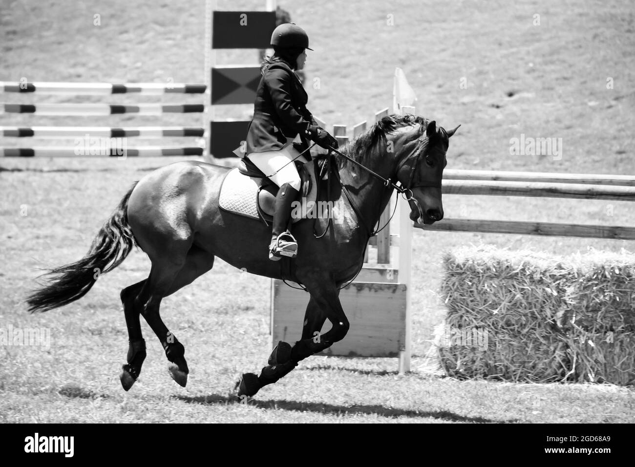 JOHANNESBURG, SOUTH AFRICA Jan 06, 2021 A grayscale of Equestrian