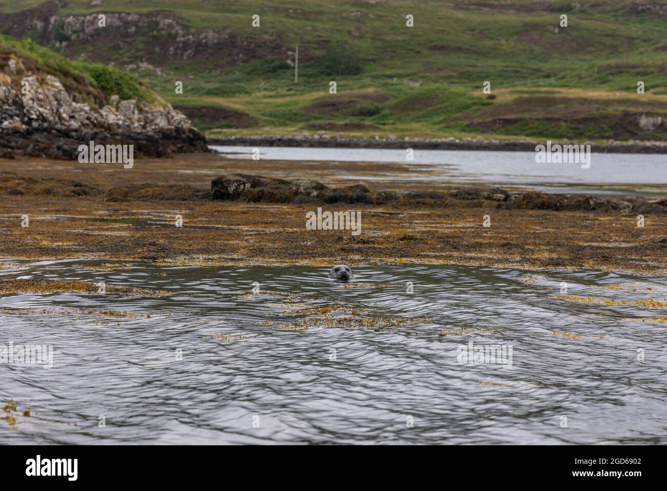 Colonies of Seals at Dunvegan Castle, Scotland Stock Photo Alamy