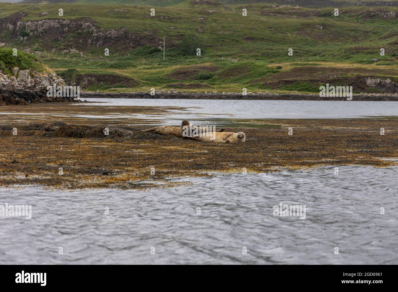 Colonies of Seals at Dunvegan Castle, Scotland Stock Photo Alamy