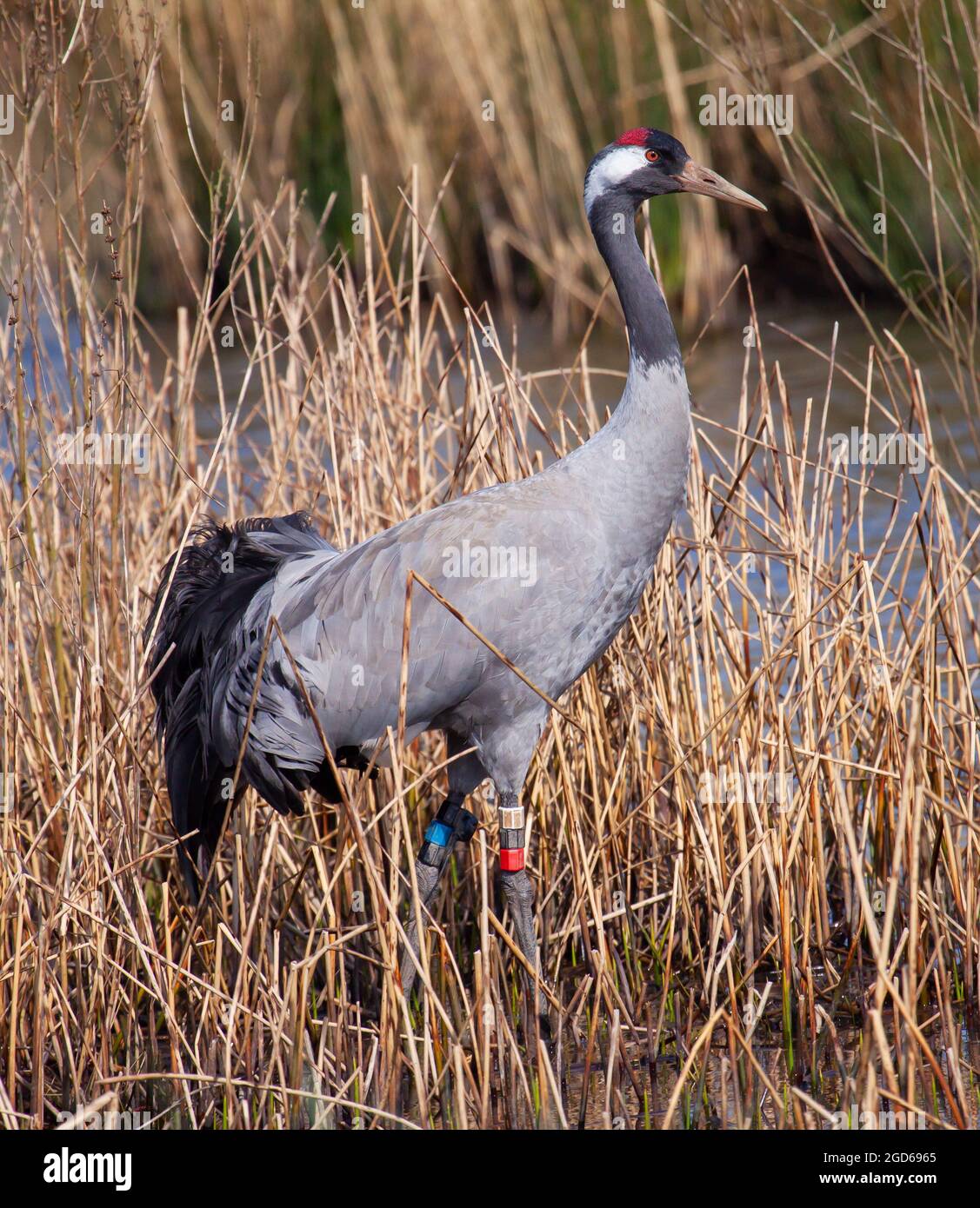 Common Crane part of the Great Crane Project which is hoping to reintroduce cranes to the UK Stock Photo