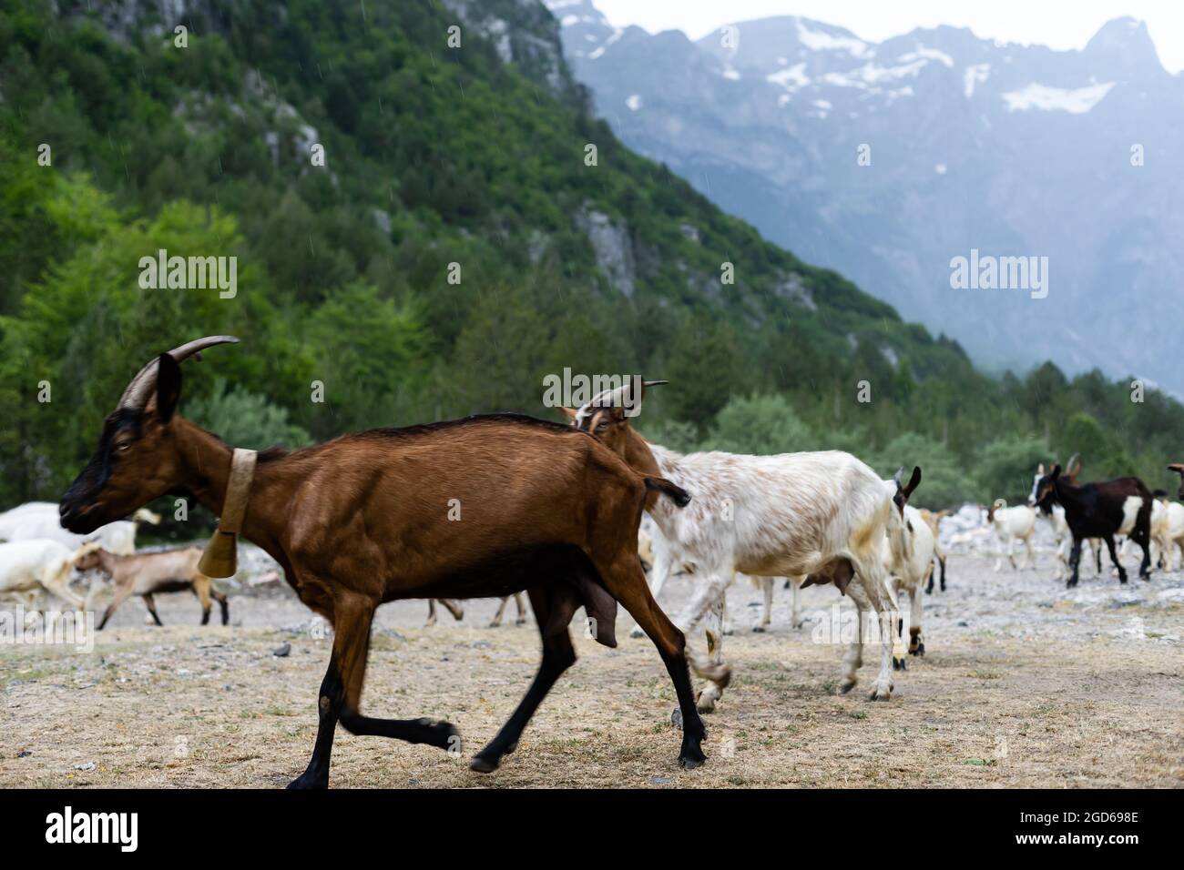 Natural summer landscape with grazing goats. Mountain valley during ...