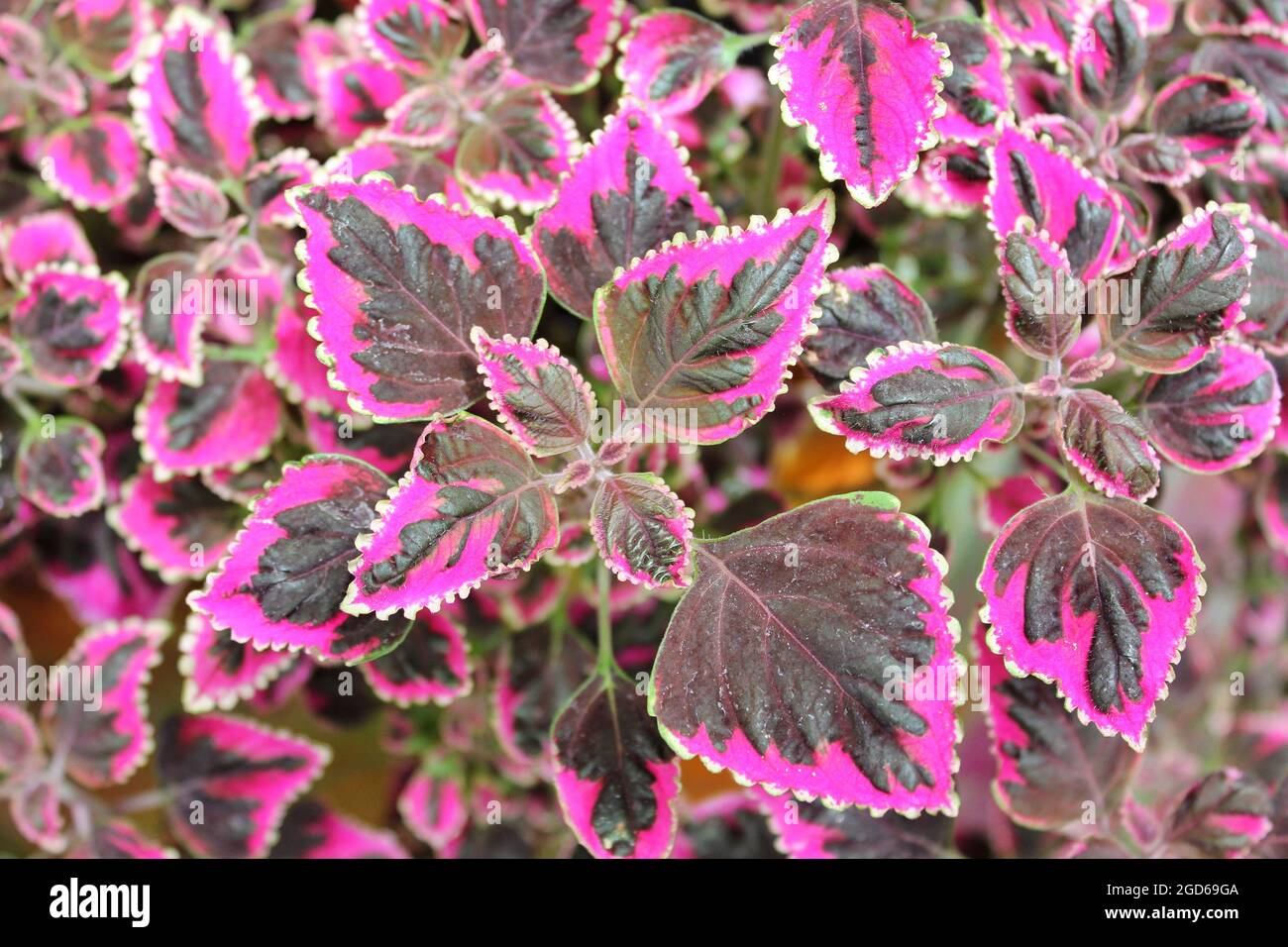 Coleus plant full sun coleus flower garden hi-res stock photography and ...
