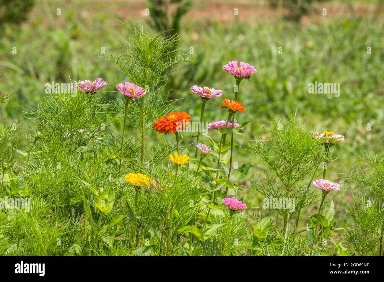 Zinnias emerging through the cosmos plants in the field a mixed variety of different colors and