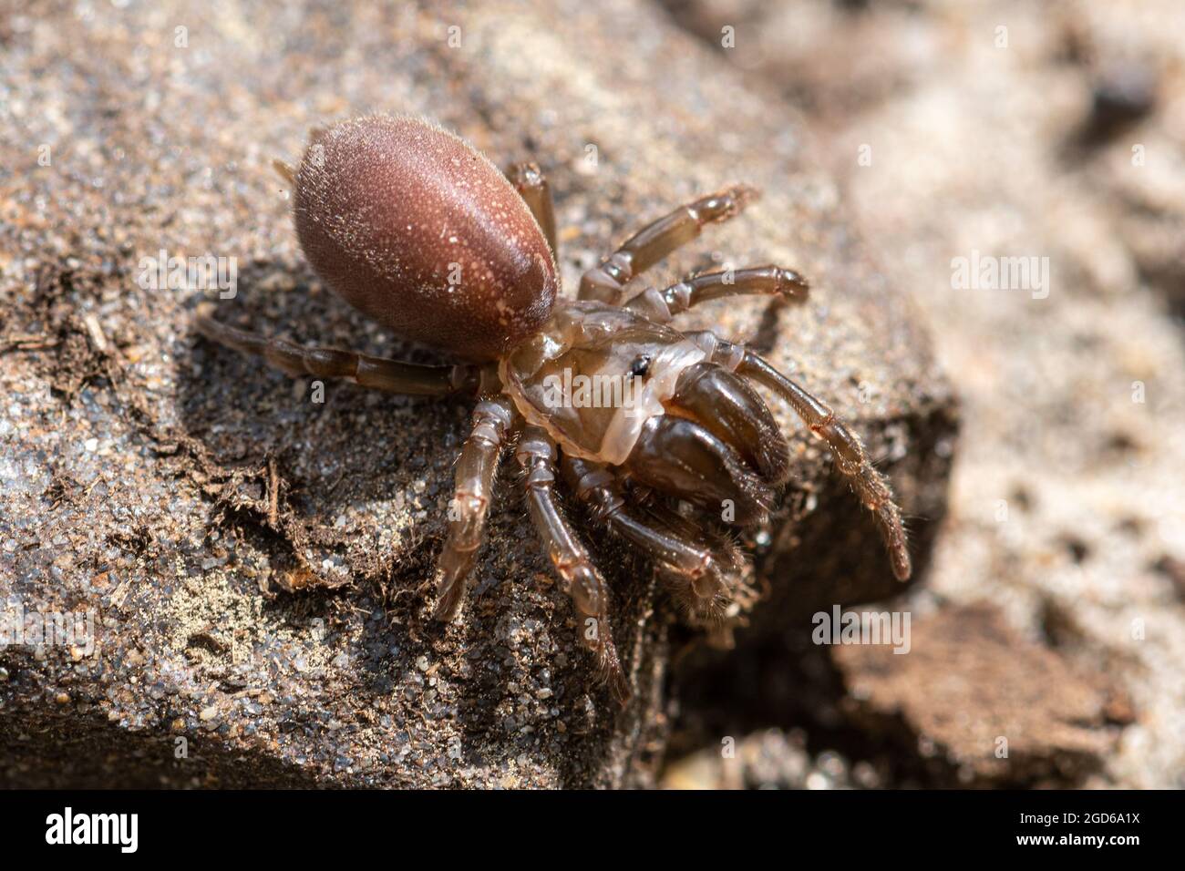 Purse web spider (Atypus affinis, purseweb spider) female on sandy heathland in Surrey, England, UK Stock Photo