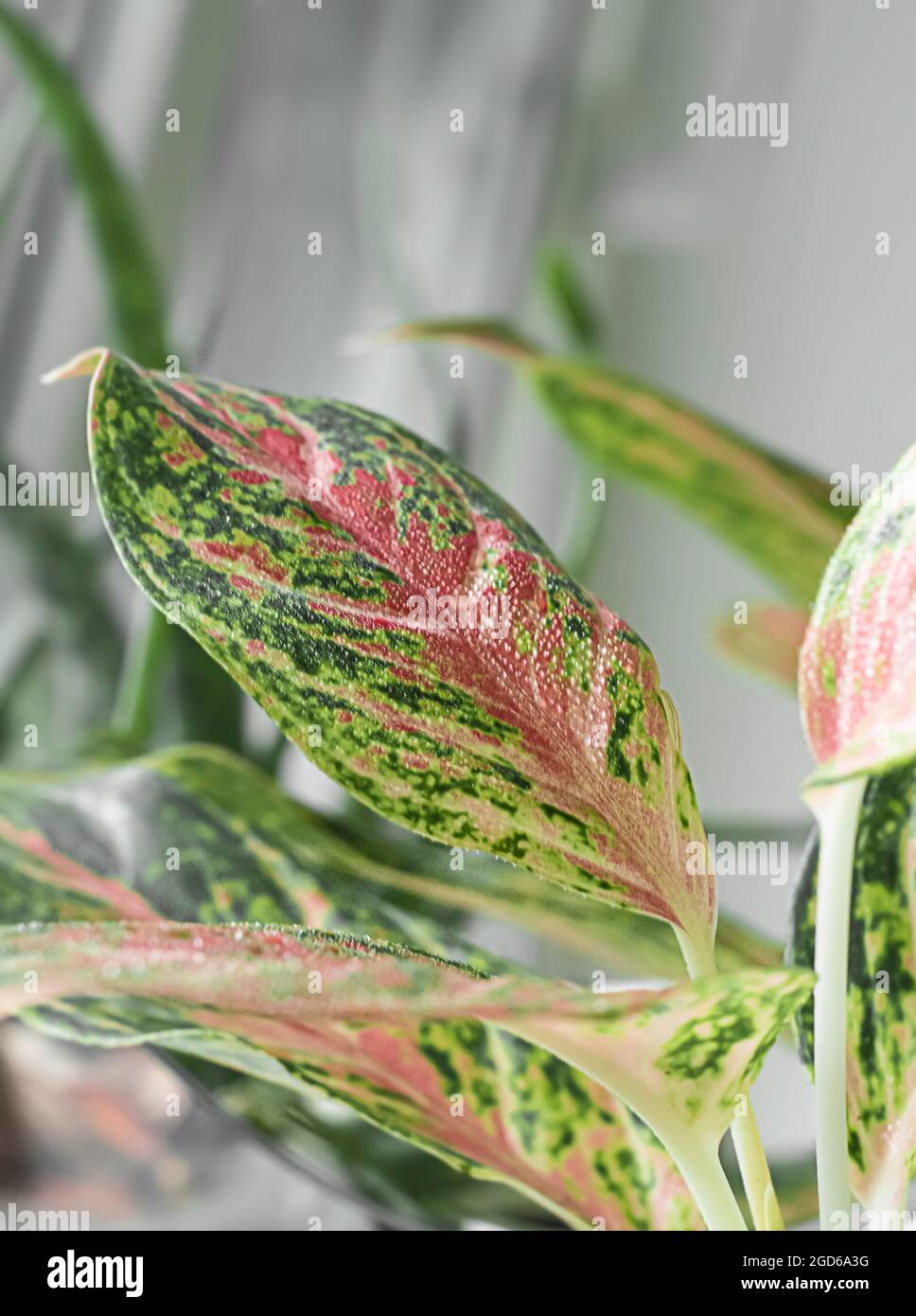 dracaena jade jewel Dracaena fragrans 'Jade Jewel' 10