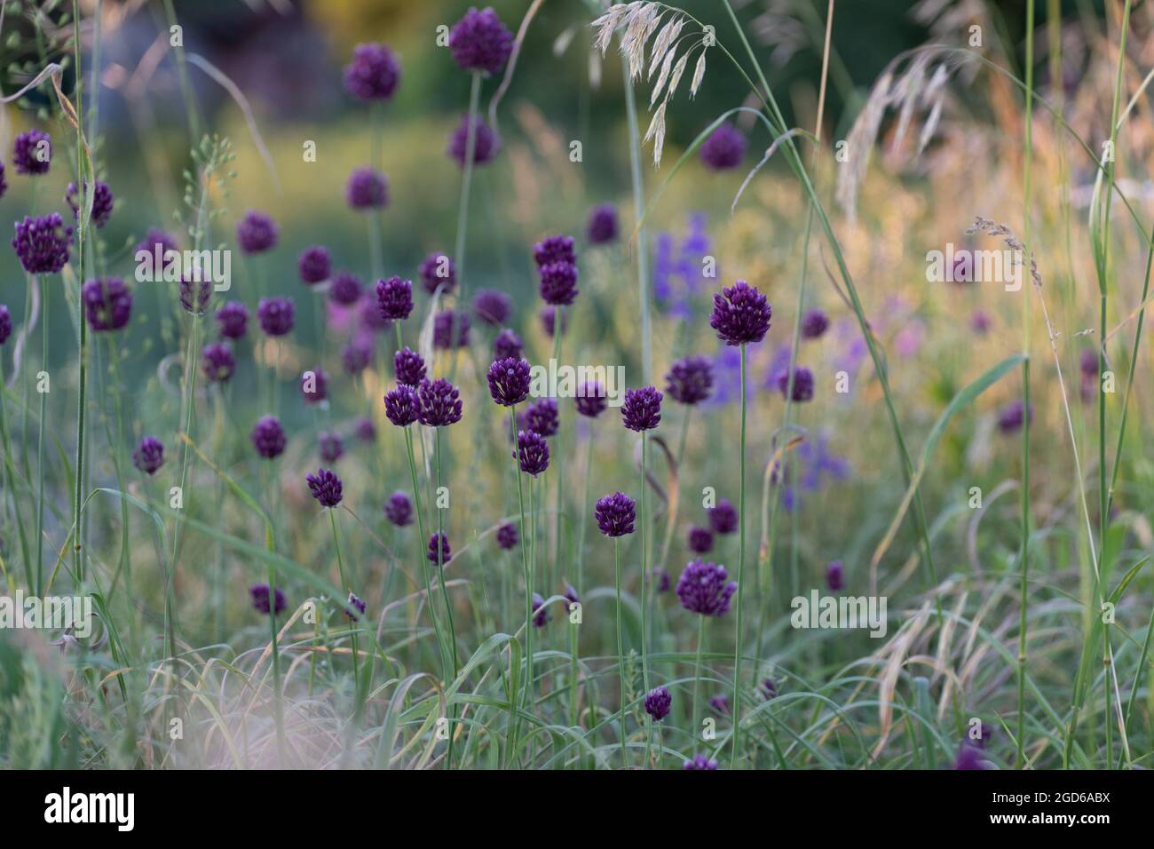 Wild onions hi-res stock photography and images - Alamy