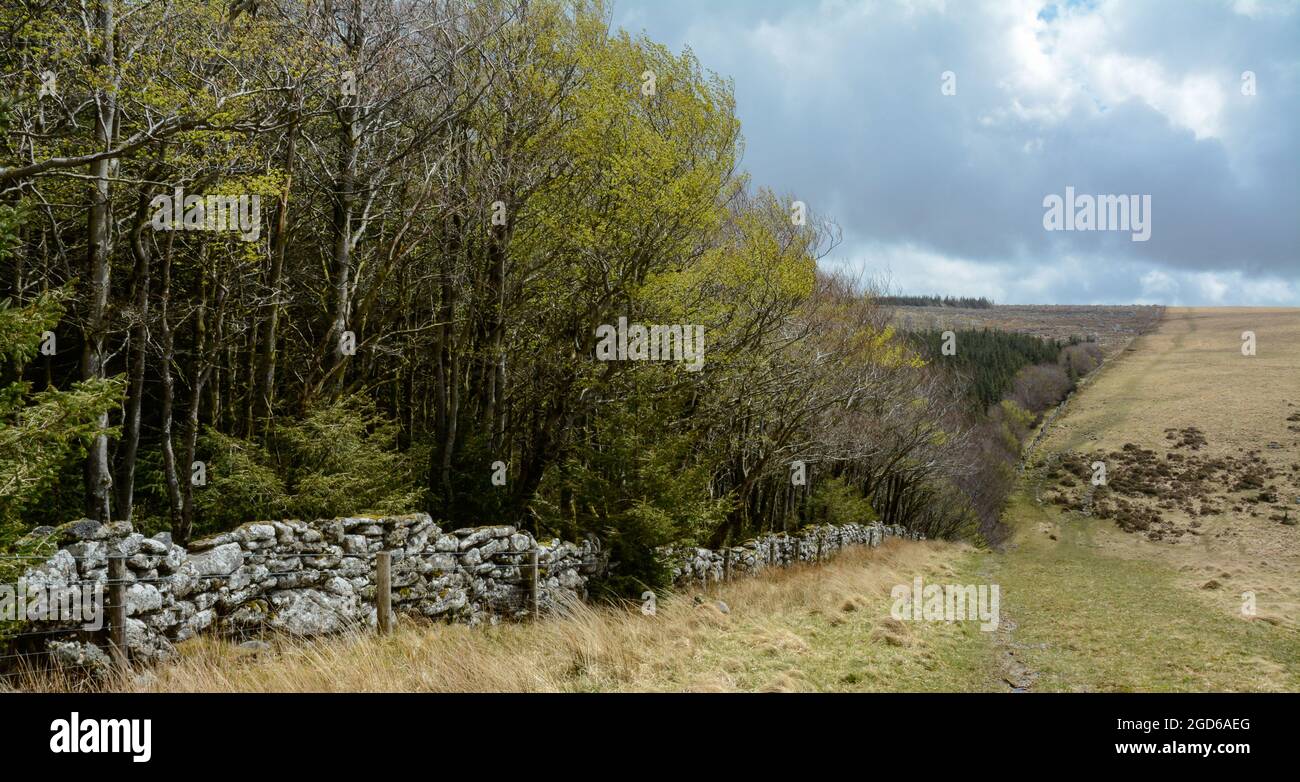 close to the western boundary of Fernworthy Forest on Dartmoor Stock Photo