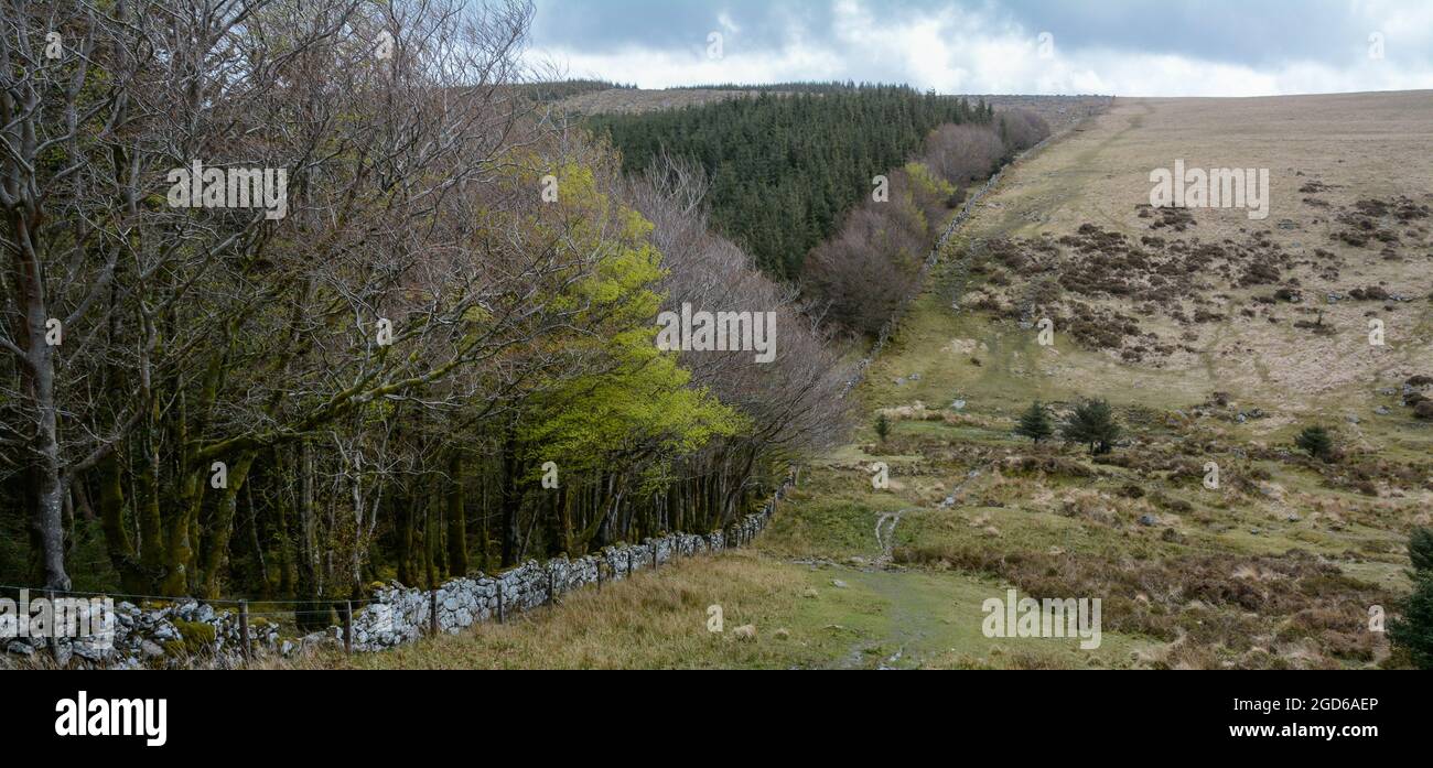 close to the western boundary of Fernworthy Forest on Dartmoor Stock Photo