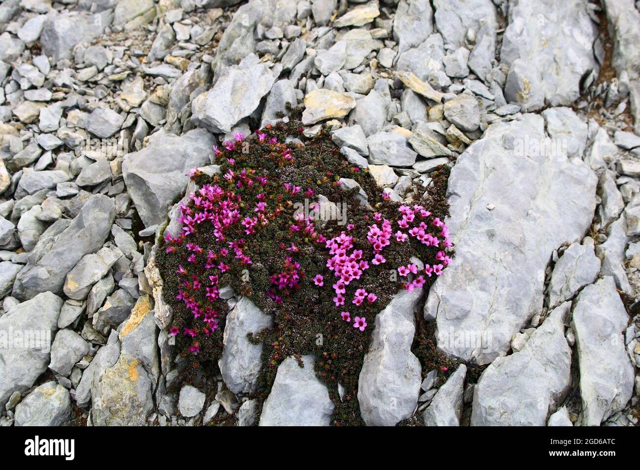Closeup of purple saxifrage flowers growing on the rocks Stock Photo