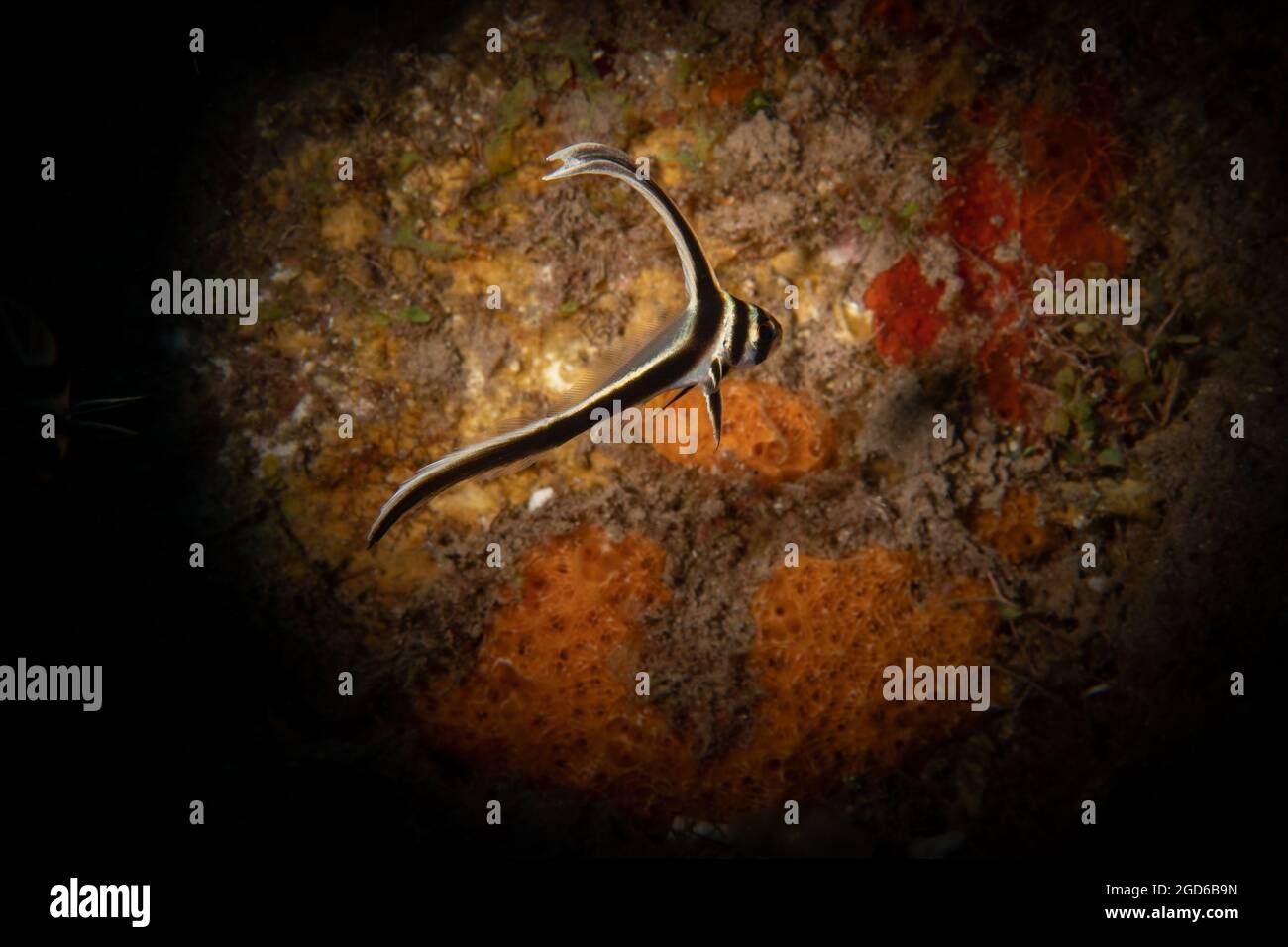 Juvenile Sotted Drum (Equetus punctatus) on the reef off the island of Saba, Dutch Caribbean. Stock Photo