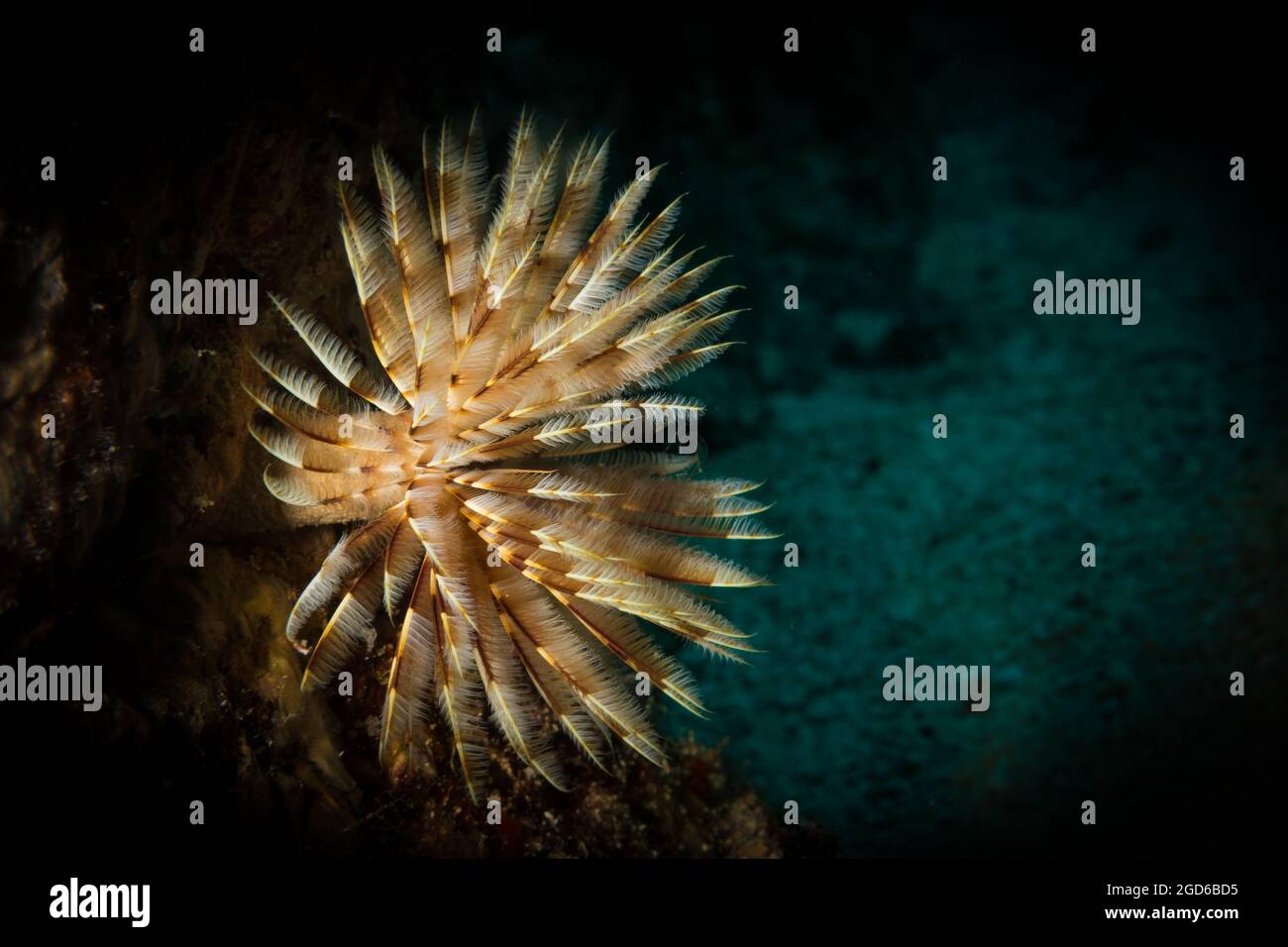 Feather duster worm (abellastarte spectabilis) on the reef off the