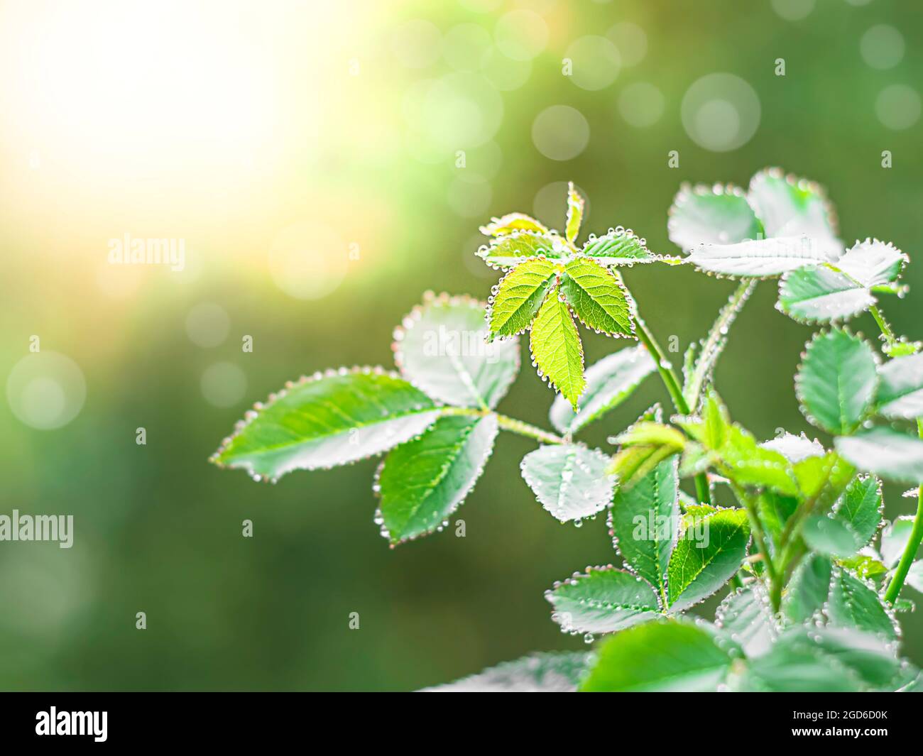 Close-up of rose leaves with rain drops. Selective focus. Stock Photo