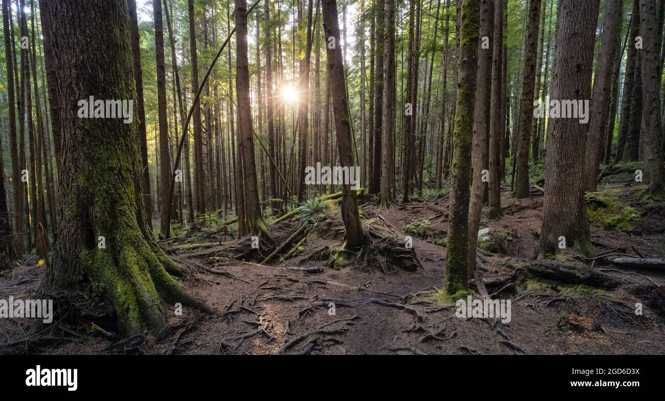 Hiking Path to Mystic Beach in the Vibrant Rainforest Stock Photo - Alamy