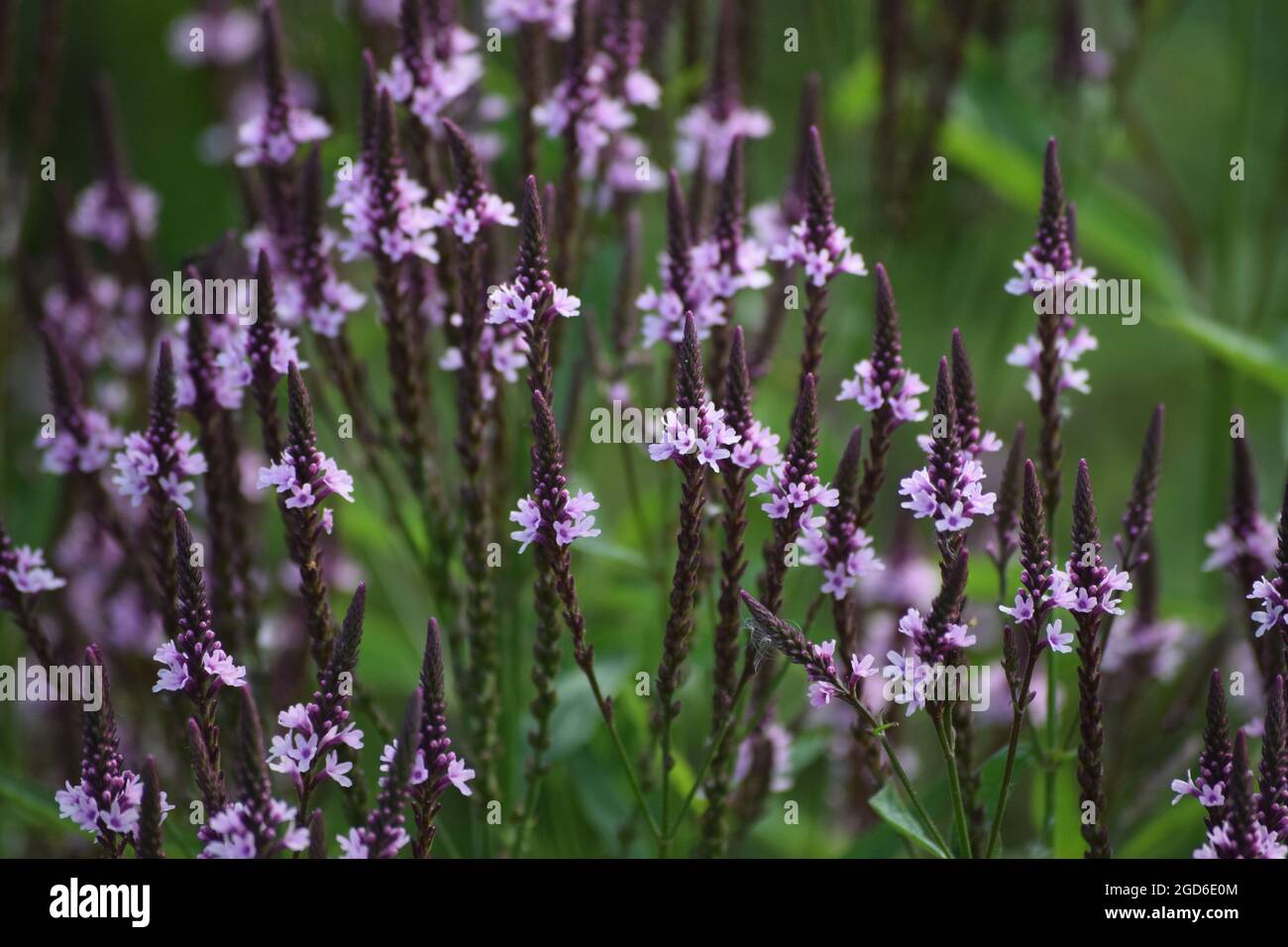 pink flowered blue Vervain in the Evening Stock Photo