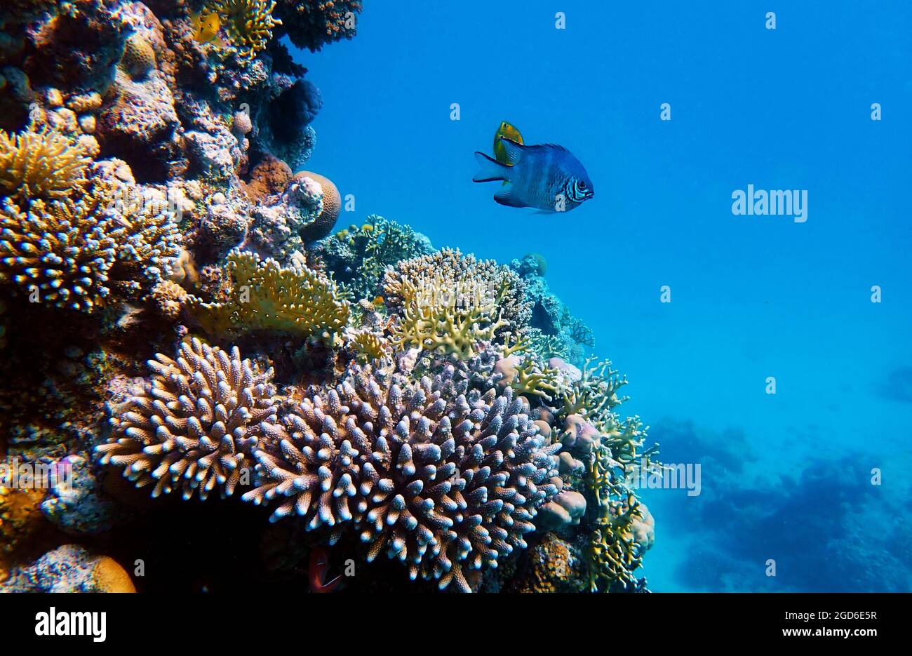 Amazing underwater scenes with colorful corals in Red Sea Stock Photo