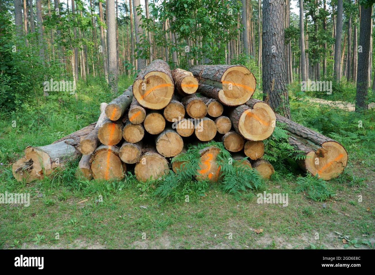 View of logs stacked after deforestation. Cross-sectional view of felled pine trunks. Logging scene in a wooded environment. A static landscape with c Stock Photo