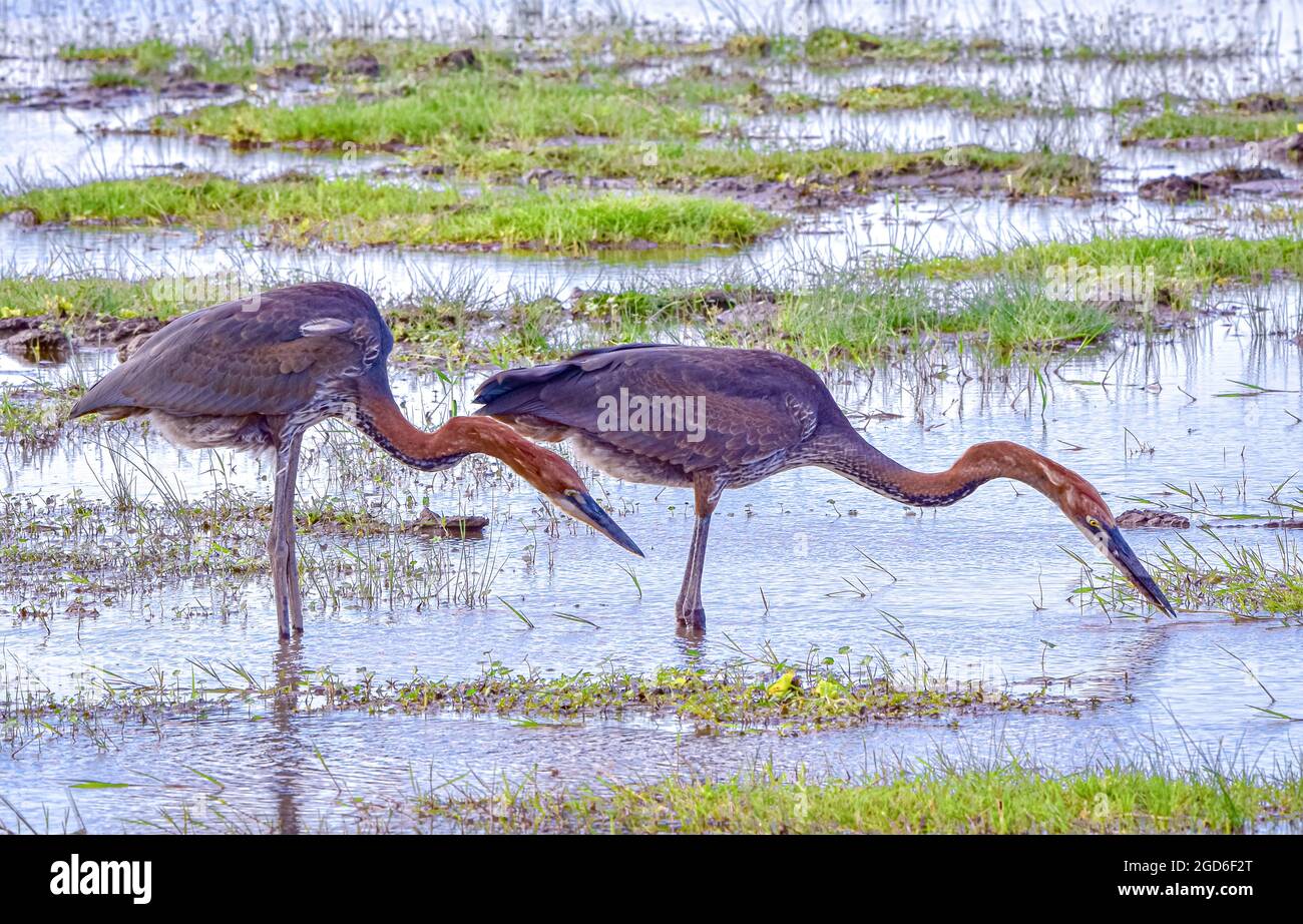 A mated pair of Goliath herons (Ardea goliath), the largest living heron, hunt for prey in the wetlands of Amboseli National Park, Kenya, East Africa. Stock Photo