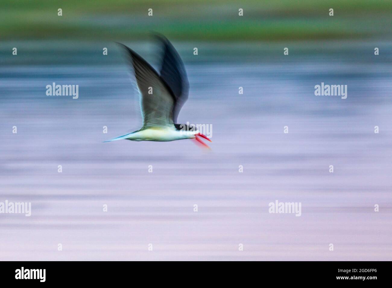 African skimmer panned at 1/25th of a second Stock Photo