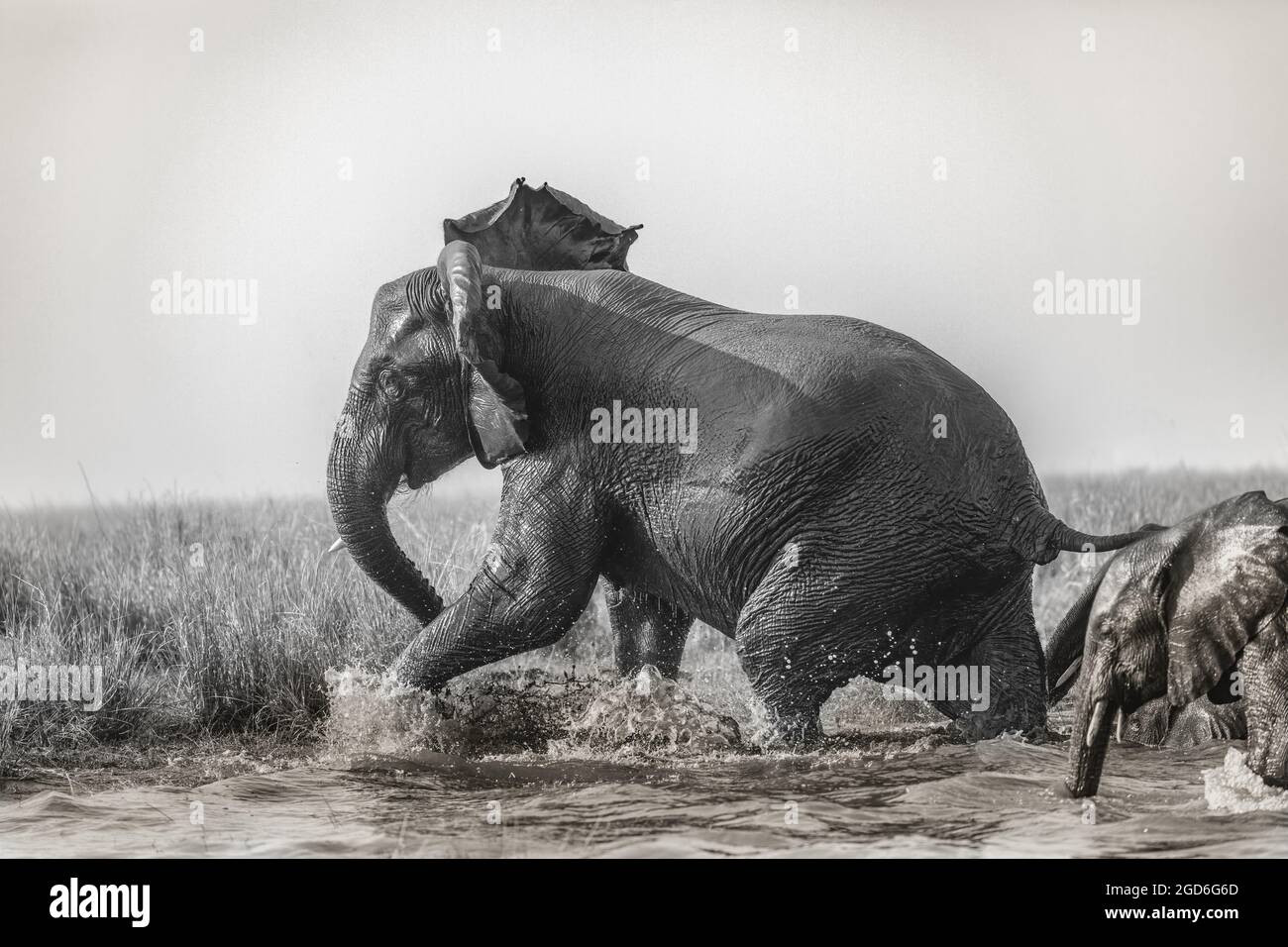 An elephant charges ashore alone the Chobe River Stock Photo