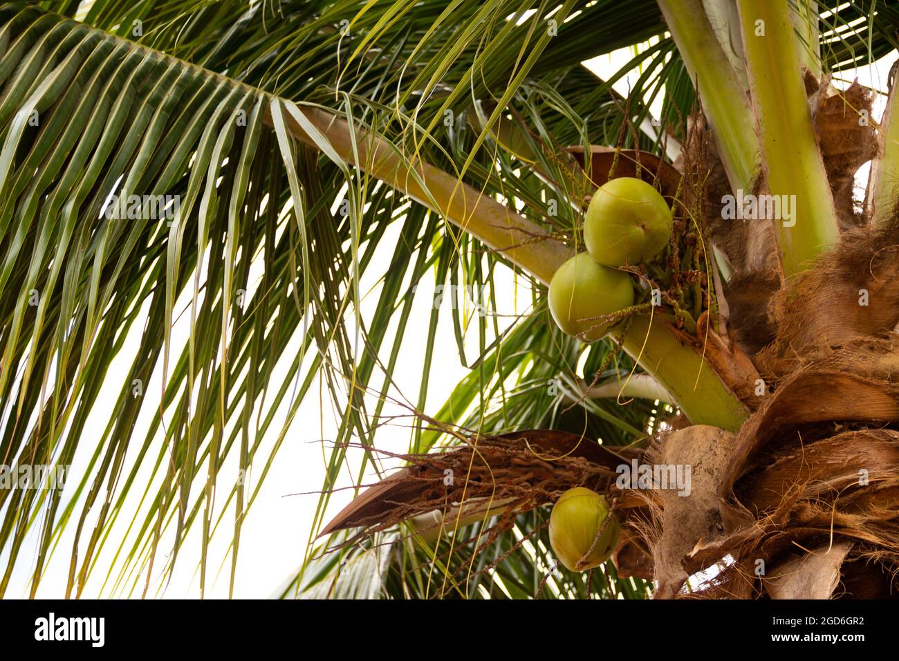 A coconut tree with many leaves and some green coconuts growing Stock ...