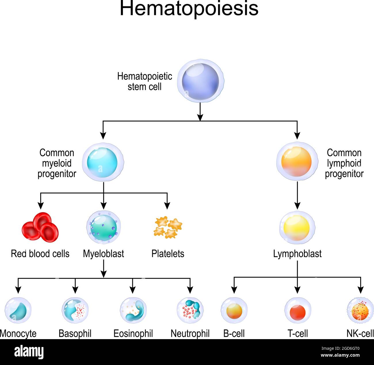 blood cell types. hematopoiesis. human haematopoiesis. Vector illustration. leukocytes and lymphocytes. Educational chart. Poster for science use Stock Vector