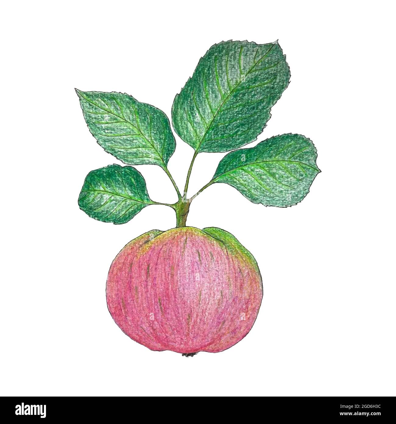 Drawing of an apple. Watercolor and pencil art. Branch with a bright pink apple and green leaves. On a white background isolated. Vector illustration. Stock Vector