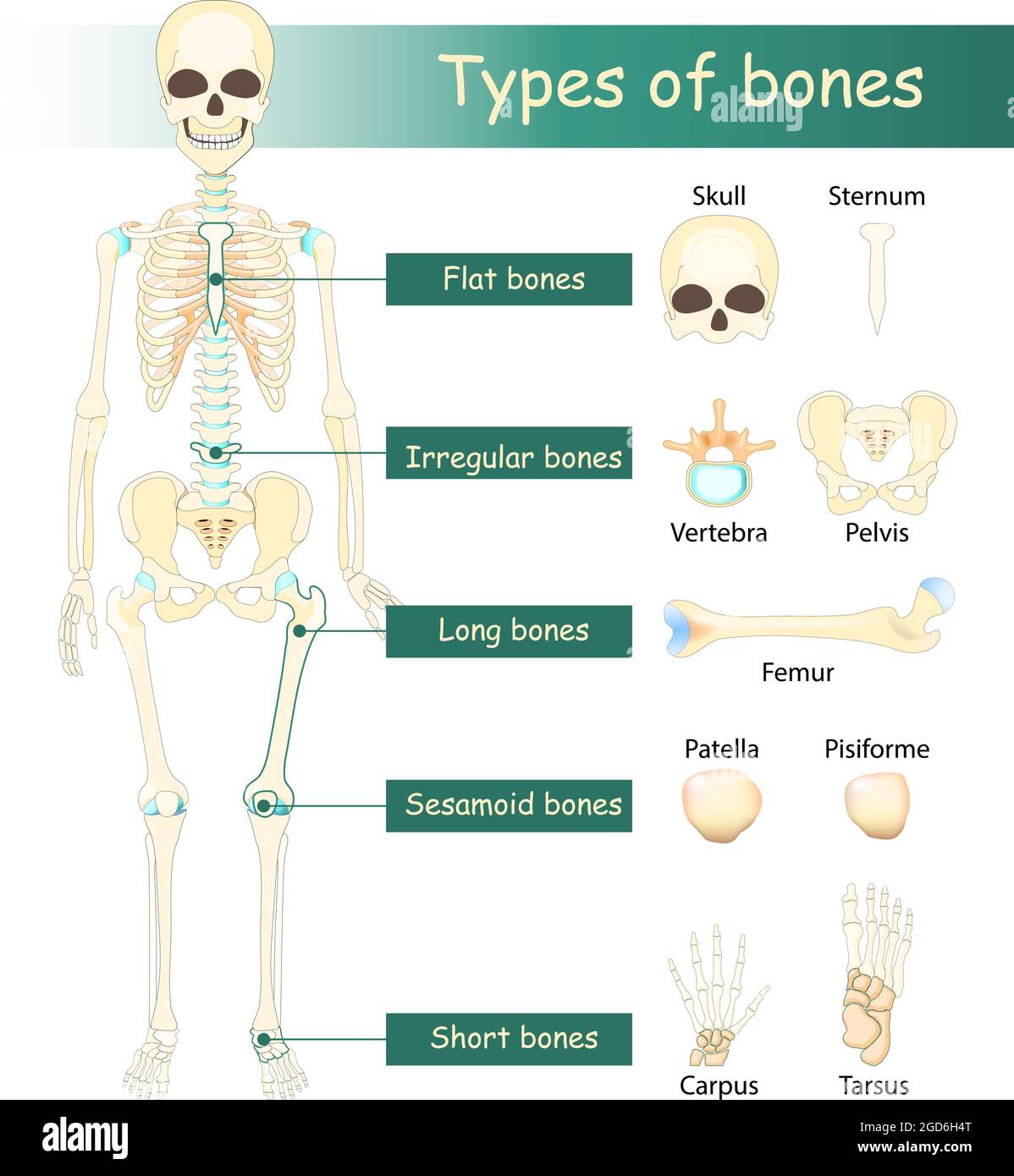 Bones types of Human skeleton: Flat, Long, Short, Sesamoid and Irregular bone. Classification of bones by shape. Stock Vector