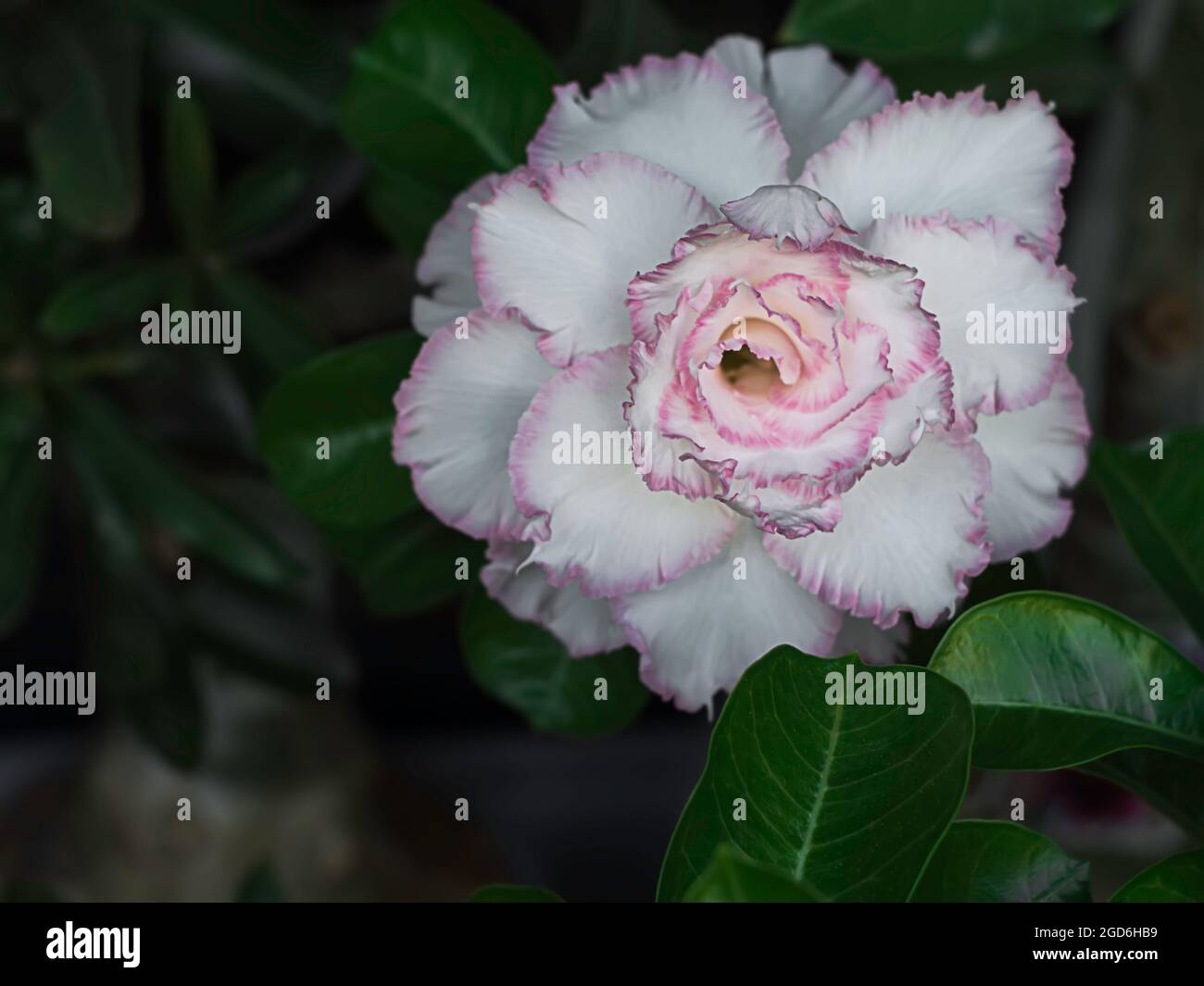 White desert rose, other names adenium obesum. Blooming white adenium, obesum, desert rose, flowers surrounded by green leaf with blurred background. Stock Photo