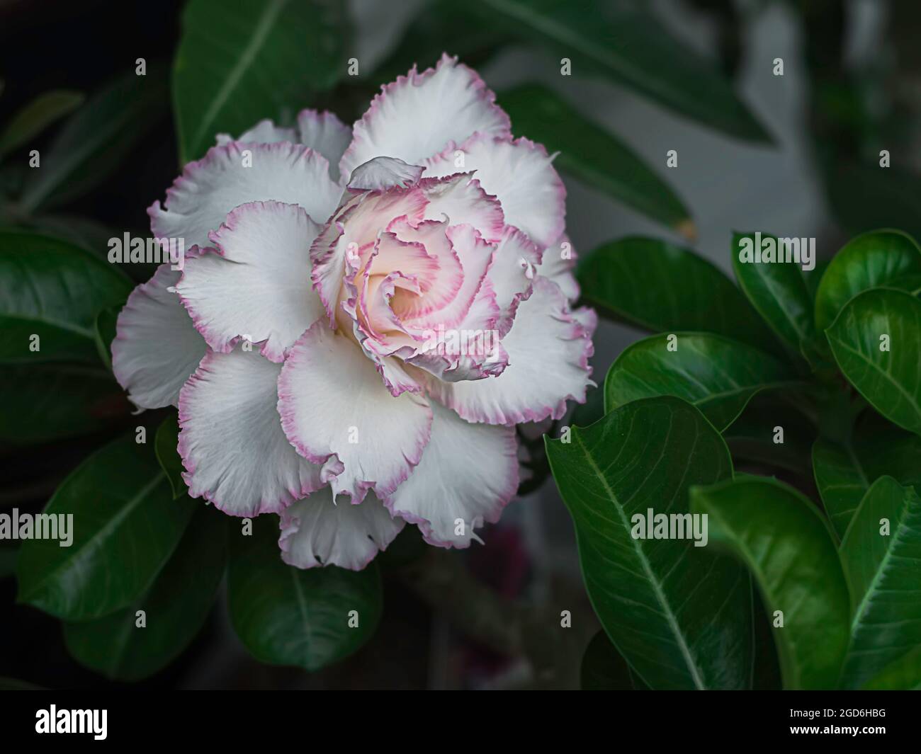 White desert rose, other names adenium obesum. Blooming white adenium, obesum, desert rose, flowers surrounded by green leaf with blurred background. Stock Photo