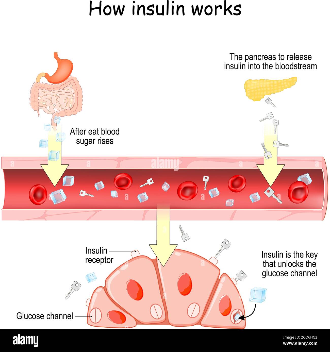 How insulin works. After eat blood sugar rises. After that the pancreas to release insulin into the bloodstream Stock Vector