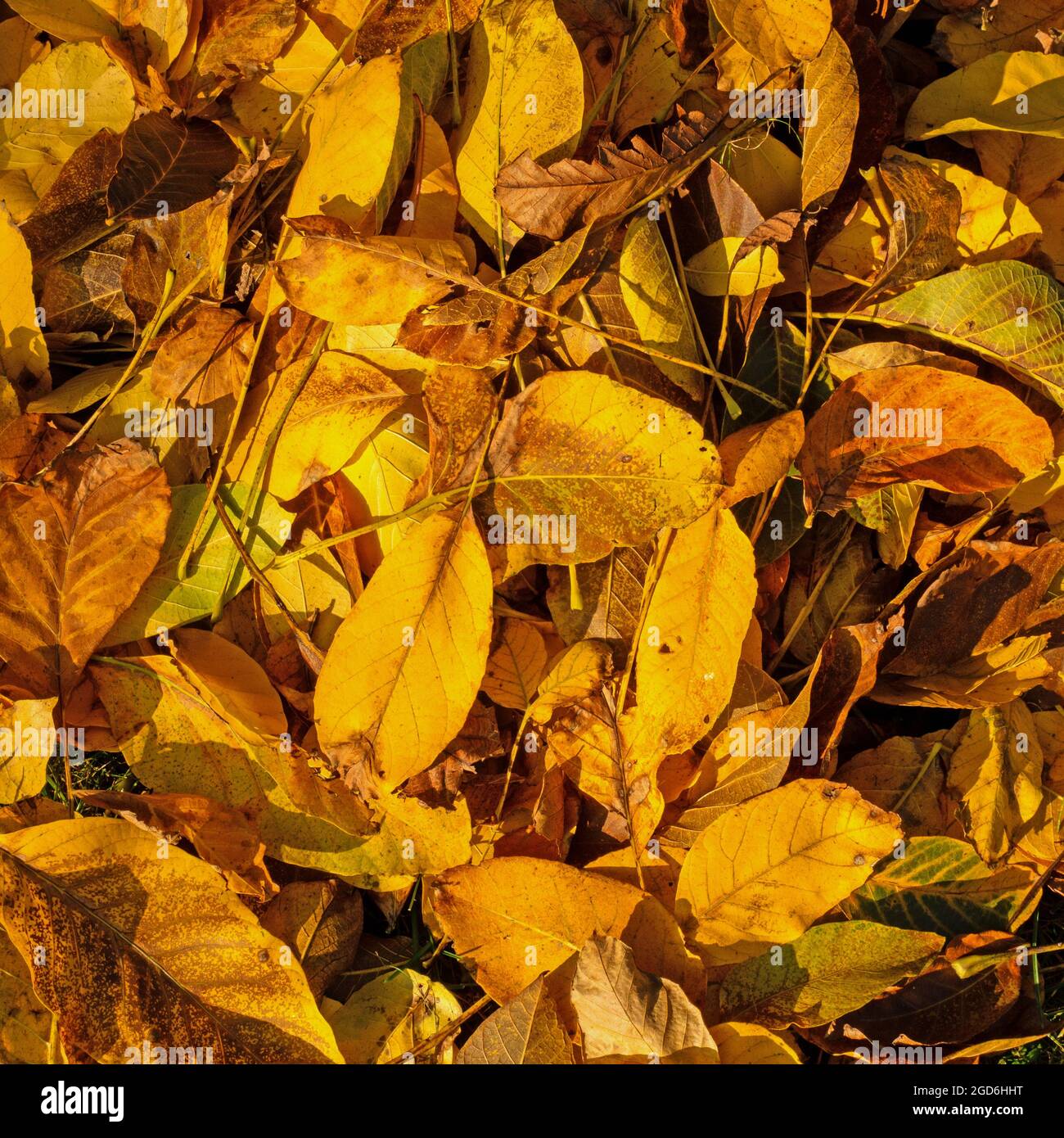 Leaf fall, leaves from the walnut tree in autumn in the evening sun Stock Photo