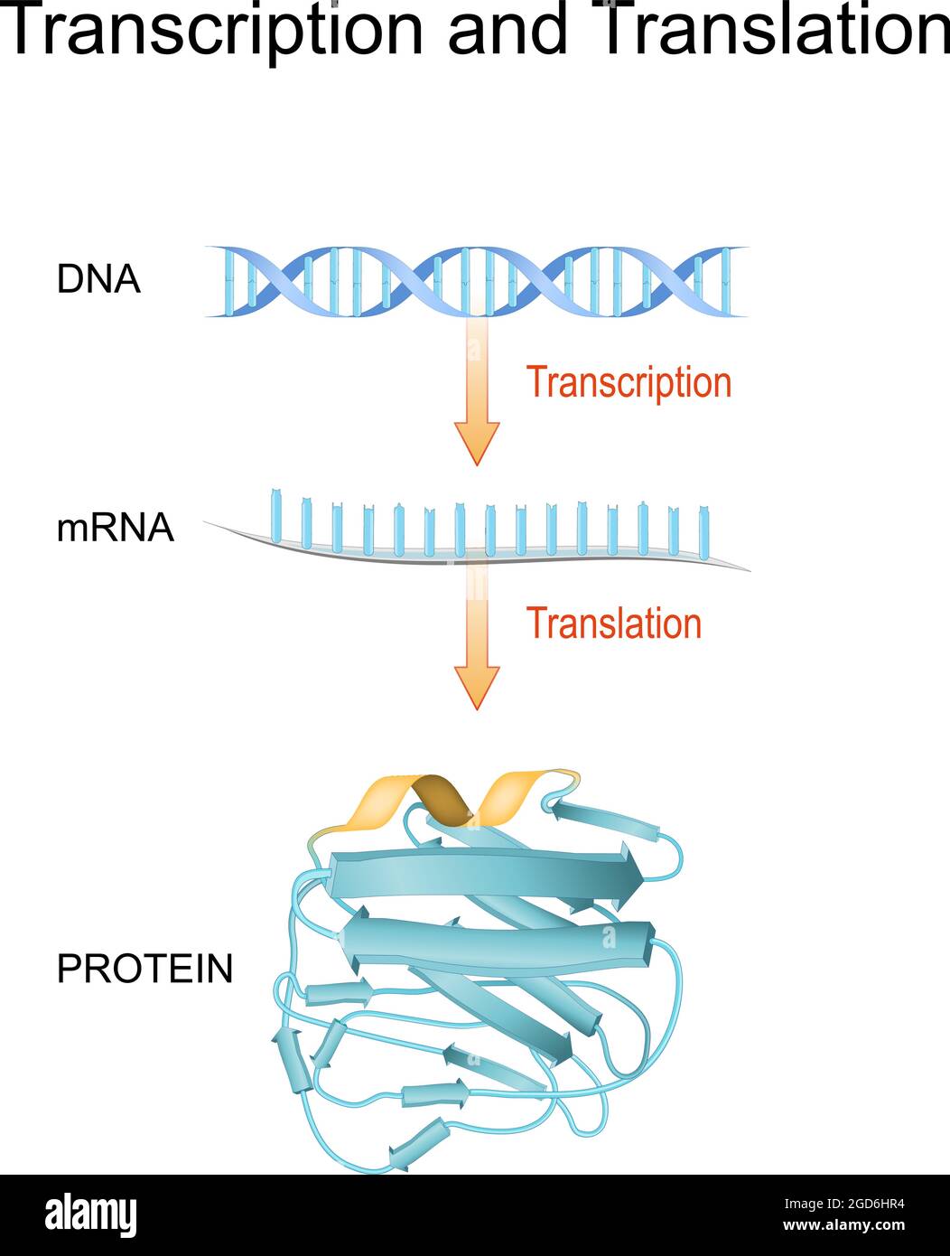 DNA, RNA, mRNA and Protein synthesis. Difference between Transcription and Translation. Biological functions of DNA. Genes and genomes. Genetic code. Stock Vector