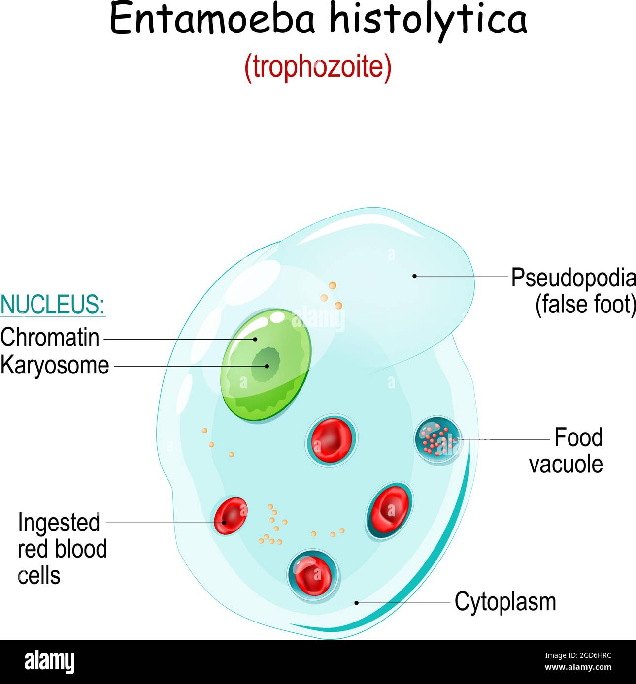 Entamoeba histolytica. Anatomy of trophozoite. Entamoeba is an anaerobic parasitic amoeba that cause infection disease of intestine Stock Vector