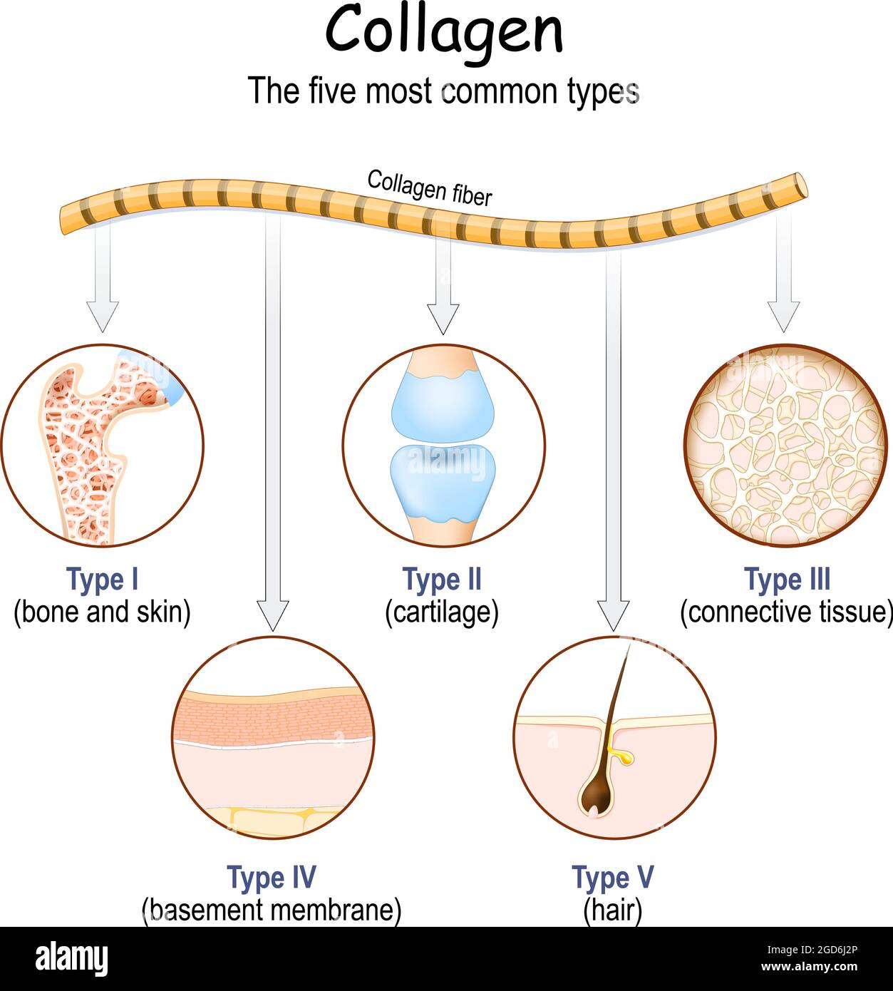 Collagen fibers. The five most common types of collagen protein. Vector  Stock Vector Image & Art - Alamy