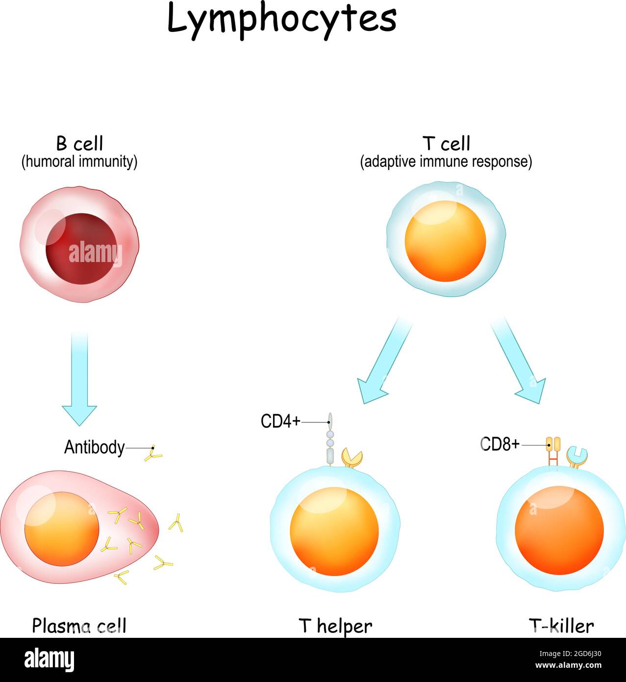 Lymphocytes. B cell for humoral immunity. T-cell for adaptive immune response. Vector illustration. Poster Stock Vector