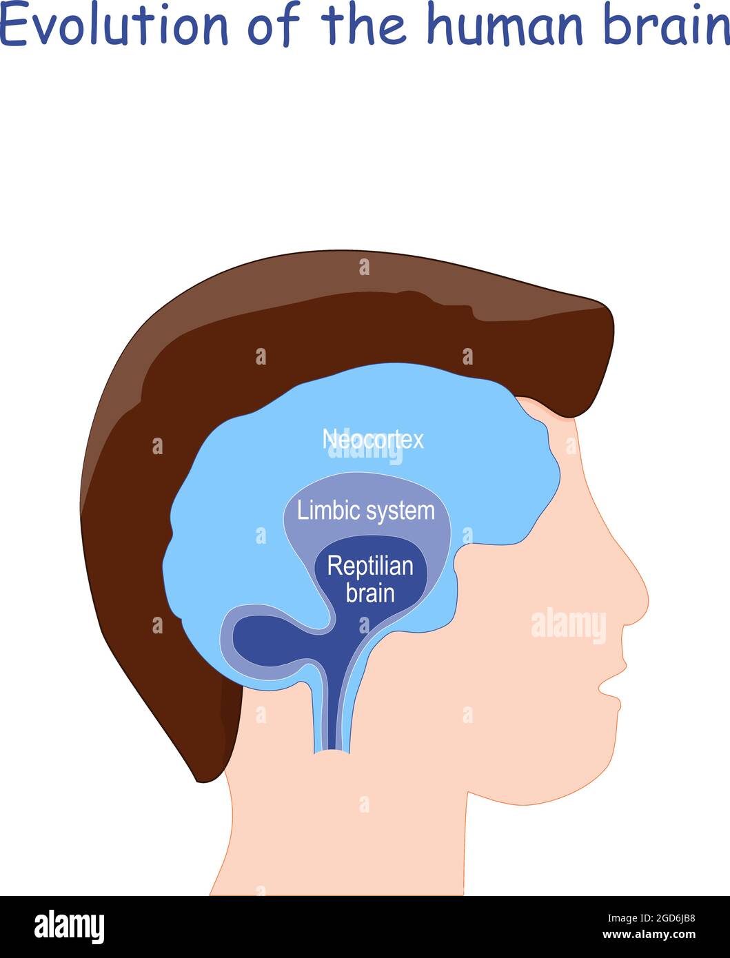 Evolution of the human brain. From Reptilian brain to Limbic system and Neocortex. Human's head and brain. Vector illustration Stock Vector